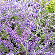 ARBORIX - 2 x Sauge d'Afghanistan 'Little Spire' - Perovskia atriplicifolia 'Little Spire'  - 30-40 cm pot - vignette