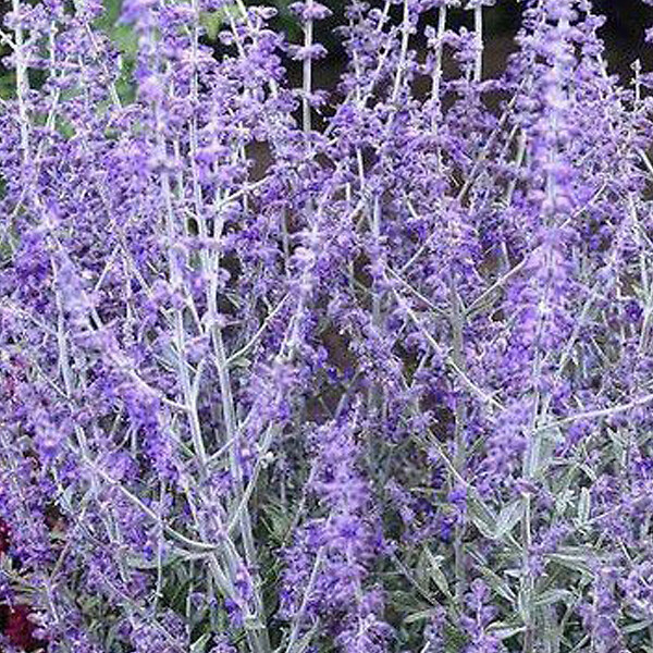 ARBORIX - 2 x Sauge d'Afghanistan 'Little Spire' - Perovskia atriplicifolia 'Little Spire'  - 30-40 cm pot - large