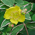 ARBORIX - 2 x Millepertuis moserianum 'Tricolor' - Hypericum moserianum 'Tricolor'  - 25-30 cm pot - vignette