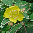 ARBORIX - 2 x Millepertuis moserianum 'Tricolor' - Hypericum moserianum 'Tricolor'  - 25-30 cm pot - vignette