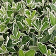 ARBORIX - 2 x Fusain du Japon 'Kathy' - Euonymus japonicus 'Kathy'  - 20-30 cm pot - vignette