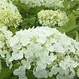 ARBORIX - 2 x Hortensia de Virginie 'Annabelle' - Hydrangea 'Annabelle'  - 30-50 cm pot - vignette