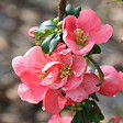 ARBORIX - 2 x Cognassier du Japon 'Pink Lady' - Chaenomeles Superba 'Pink Lady'  - 30-40 cm pot - vignette