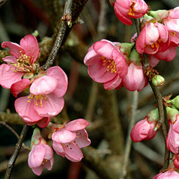 ARBORIX - 2 x Cognassier du Japon 'Pink Lady' - Chaenomeles Superba 'Pink Lady'  - 30-40 cm pot - large