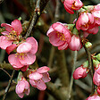 ARBORIX - 2 x Cognassier du Japon 'Pink Lady' - Chaenomeles Superba 'Pink Lady'  - 30-40 cm pot - vignette