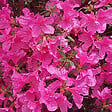 ARBORIX - 2 x Azalée Japonaise rose - Azalea japonica Rose  - 25-30 cm pot - vignette