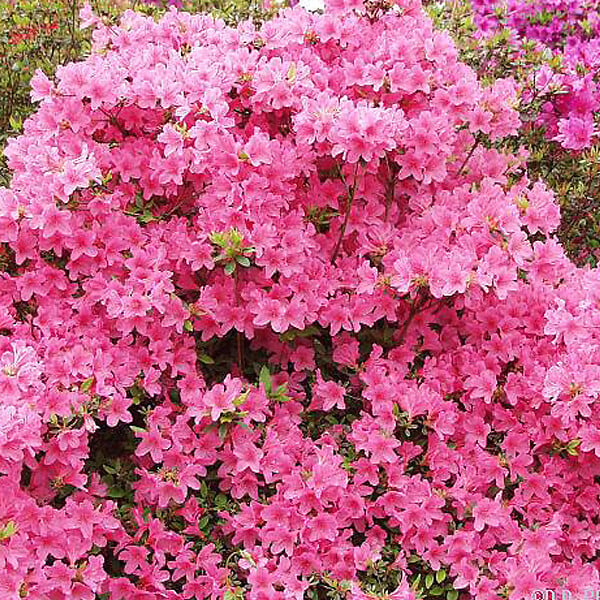 ARBORIX - 2 x Azalée Japonaise rose - Azalea japonica Rose  - 25-30 cm pot - large