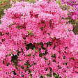 ARBORIX - 2 x Azalée Japonaise rose - Azalea japonica Rose  - 25-30 cm pot - vignette