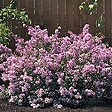 ARBORIX - Lilas de Chine 'Josée' - Syringa 'Josee'  - 40-60 cm pot - vignette