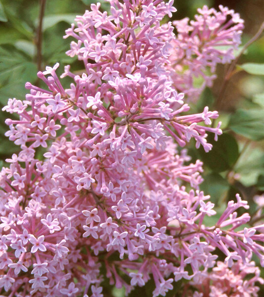 ARBORIX - Lilas de Chine 'Josée' - Syringa 'Josee'  - 40-60 cm pot - large
