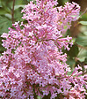 ARBORIX - Lilas de Chine 'Josée' - Syringa 'Josee'  - 40-60 cm pot - vignette