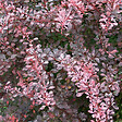 ARBORIX - 2 x Épine-vinette à feuilles 'Rose Glow' - Berberis Thunbergii 'Rose Glow'  - 30-40 cm pot - vignette