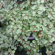 ARBORIX - 2 x Cotonéaster à petites feuilles 'Streib's Findling' - Cotoneaster Procumbens 'Streib'S Findling'  - 30-40 cm pot - vignette