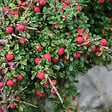 ARBORIX - Cotonéaster à petites feuilles - Cotoneaster Microphyllus  - 50-60 cm pot - vignette