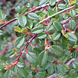 ARBORIX - Cotonéaster à petites feuilles - Cotoneaster Microphyllus  - 50-60 cm pot - vignette