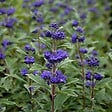 ARBORIX - 2 x Barbe-bleue - Caryopteris clandonensis 'Grand Bleu'  - 30-40 cm pot - vignette