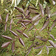 ARBORIX - Sureau noir 'Black Beauty' - Sambucus nigra 'Black Beauty' (= 'Gerda')  - 40-50 cm pot - vignette