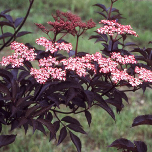 ARBORIX - Sureau noir 'Black Beauty' - Sambucus nigra 'Black Beauty' (= 'Gerda')  - 40-50 cm pot - large