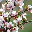 ARBORIX - 2 x Cerisier de Nankin - Prunus tomentosa  - 25-30 cm pot - vignette
