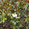 ARBORIX - Magnolia à grandes fleurs 'Galissoniere' - Magnolia Grandiflora 'Galissoniere'  - 80-100 cm pot - vignette