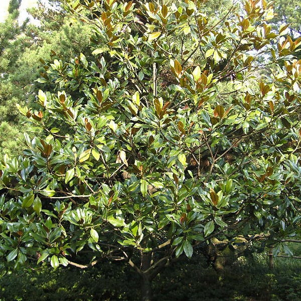 ARBORIX - Magnolia à grandes fleurs 'Galissoniere' - Magnolia Grandiflora 'Galissoniere'  - 80-100 cm pot - large