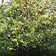 ARBORIX - Magnolia à grandes fleurs 'Galissoniere' - Magnolia Grandiflora 'Galissoniere'  - 80-100 cm pot - vignette