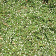 ARBORIX - 2 x Cotonéaster de Dammer 'Major' - Cotoneaster dammeri 'Major'  - 20-30 cm pot - vignette