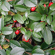 ARBORIX - 2 x Cotonéaster de Dammer 'Major' - Cotoneaster dammeri 'Major'  - 20-30 cm pot - vignette