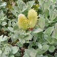 ARBORIX - 2 x Saule - Salix lanata  - 25-30 cm pot - vignette