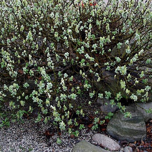 ARBORIX - 2 x Saule - Salix lanata  - 25-30 cm pot - large