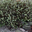 ARBORIX - 2 x Saule - Salix lanata  - 25-30 cm pot - vignette