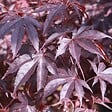 ARBORIX - Érable du Japon 'Bloodgood' - Acer Palmatum 'Bloodgood'  - 50-60 cm pot - vignette
