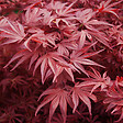 ARBORIX - Érable du Japon 'Bloodgood' - Acer Palmatum 'Bloodgood'  - 50-60 cm pot - vignette