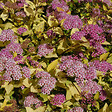 ARBORIX - 2 x Spirée Japonaise 'Golden Princess' - Spiraea Japonica 'Golden Princess'  - 25-30 cm pot - vignette