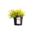 ARBORIX - 2 x Spirée Japonaise 'Golden Princess' - Spiraea Japonica 'Golden Princess'  - 25-30 cm pot - vignette