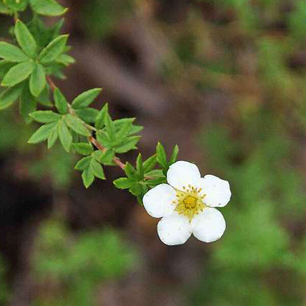 ARBORIX - 2 x Potentille arbustive 'Abbotswood' - Potentilla Fruticosa 'Abbotswood'  - 25-30 cm pot - large