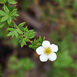 ARBORIX - 2 x Potentille arbustive 'Abbotswood' - Potentilla Fruticosa 'Abbotswood'  - 25-30 cm pot - vignette