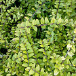 ARBORIX - 2 x Chèvrefeuille luisant - Lonicera nitida 'Baggesen's Gold'  - 20-25 cm pot - vignette