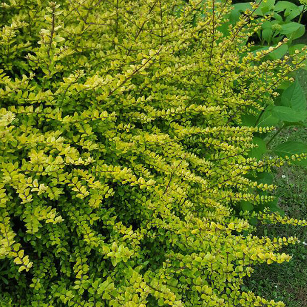 ARBORIX - 2 x Chèvrefeuille luisant - Lonicera nitida 'Baggesen's Gold'  - 20-25 cm pot - large