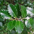 ARBORIX - 2 x Houx 'Blue Prince' - Ilex Meserveae 'Blue Prince'  - 40-60 cm pot - vignette