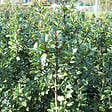 ARBORIX - 2 x Houx 'Blue Prince' - Ilex Meserveae 'Blue Prince'  - 40-60 cm pot - vignette