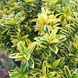 ARBORIX - 2 x Fusain du Japon - Euonymus japonicus microphyllus 'Aureovariegatus'  - 20-30 cm pot - vignette