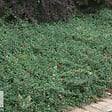 ARBORIX - 2 x Cotonéaster radicans 'Eichholz' - Cotoneaster Radicans 'Eichholz'  - 30-40 cm pot - vignette