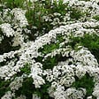 ARBORIX - 2 x Spirée 'Grefsheim' - Spiraea cinerea 'Grefsheim'  - 40-60 cm pot - vignette