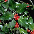 ARBORIX - 2 x Houx commun - Ilex Aquifolium  - 40-60 cm pot - vignette