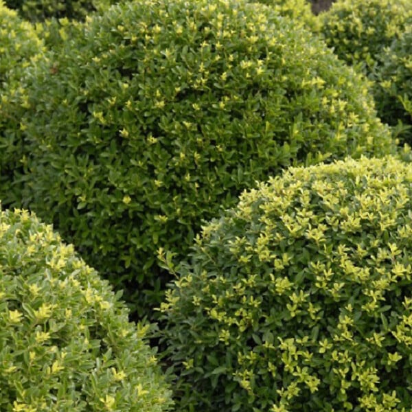 ARBORIX - 2 x Houx crénelé 'Dark Green - Ilex Crenata 'Dark Green'  - 20-30 cm pot - large