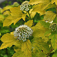 ARBORIX - 2 x Physocarpe à feuilles d'Obier - Physocarpus Opulifolius 'Dart'S Gold'  - 30-40 cm pot - vignette