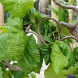 ARBORIX - Noisetier tortueux 'Contorta' - Corylus Avellana 'Contorta'  - 40-60 cm pot - vignette