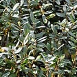 ARBORIX - 2 x Saule suisse - Salix helvetica  - 25-30 cm pot - vignette