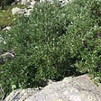 ARBORIX - 2 x Saule suisse - Salix helvetica  - 25-30 cm pot - vignette